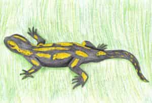 Salamander