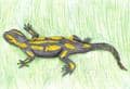 Salamander
