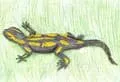 Salamander