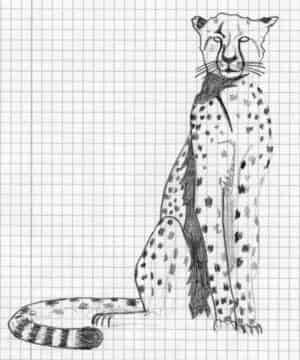 gepard