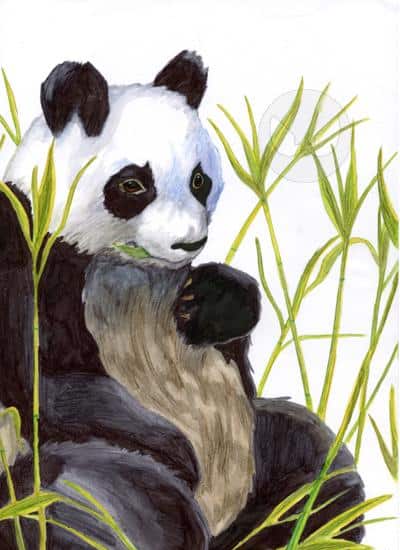 Pandabäääär X333