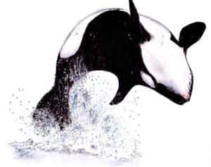 Orca