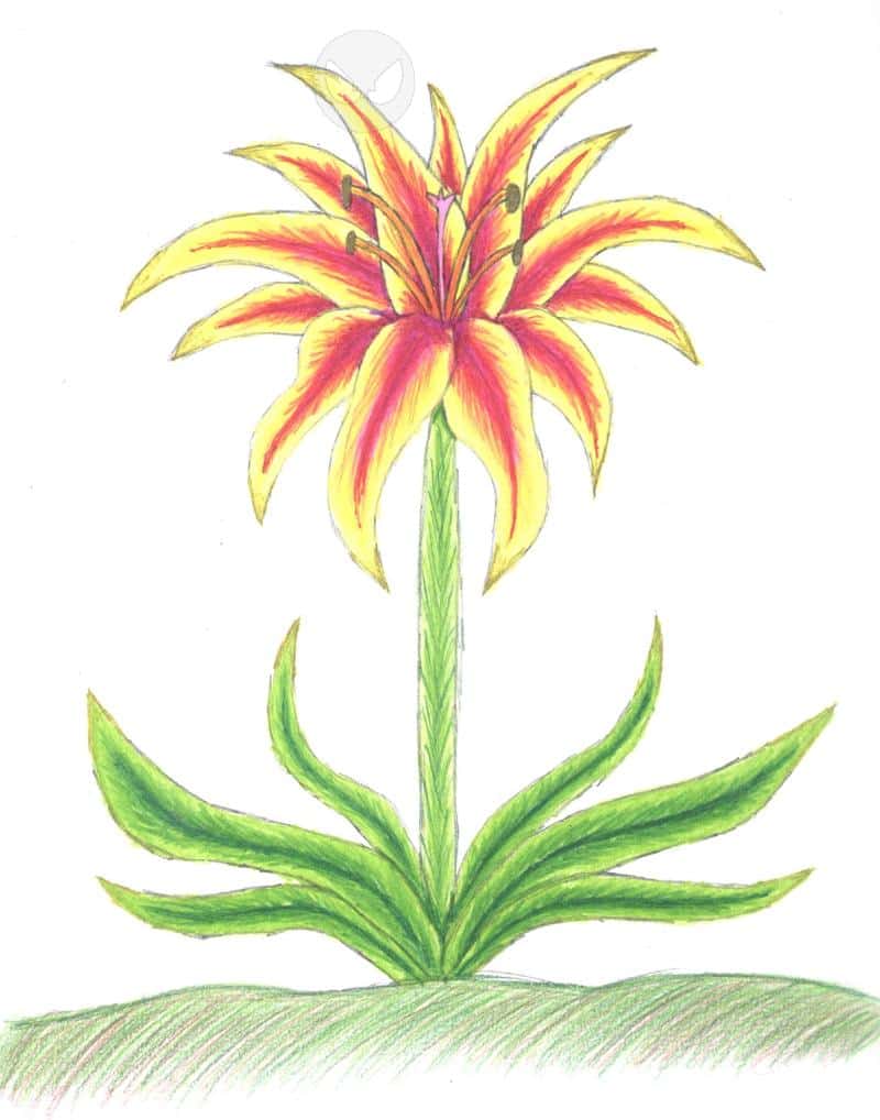 Die Blume "Das Licht des Ra"