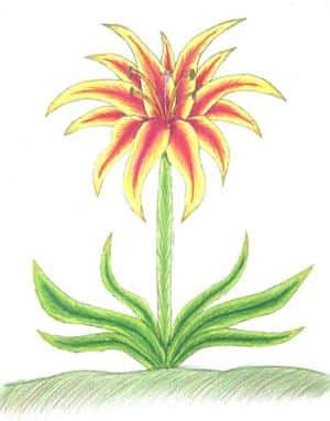 Die Blume "Das Licht des Ra"